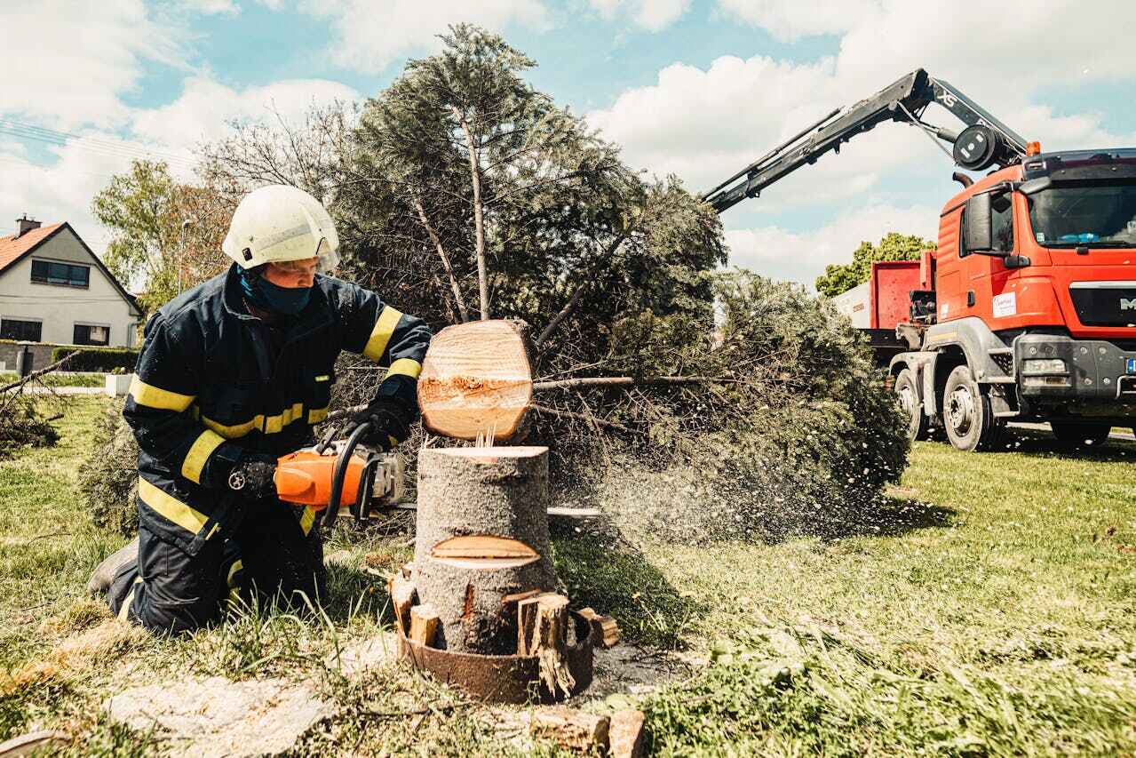 Emergency Storm Tree Removal in Cavalier, ND